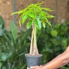 Medium Money Tree