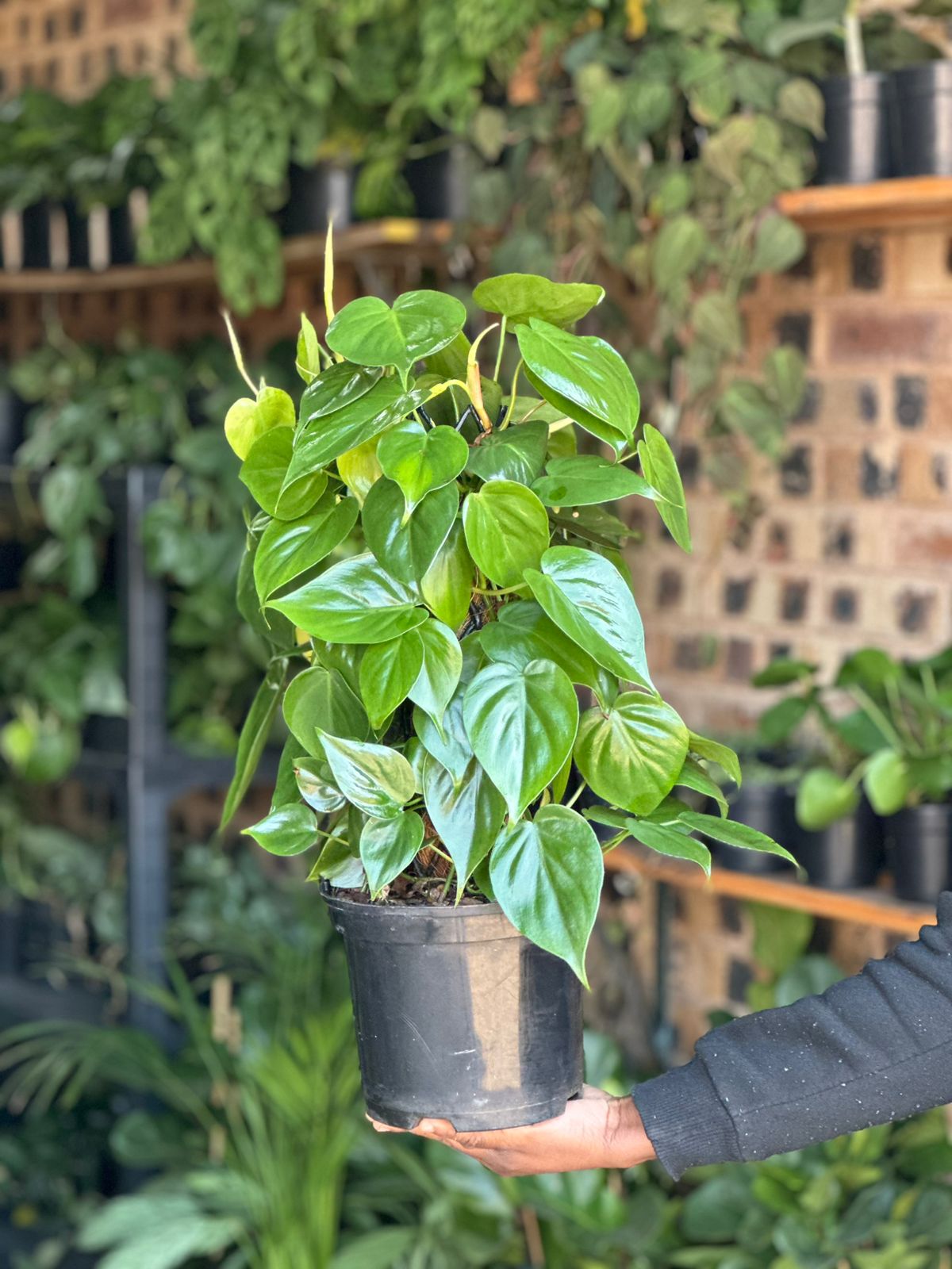Medium Heart-Leaf Philodendron Moss Pole - Botanical Heaven