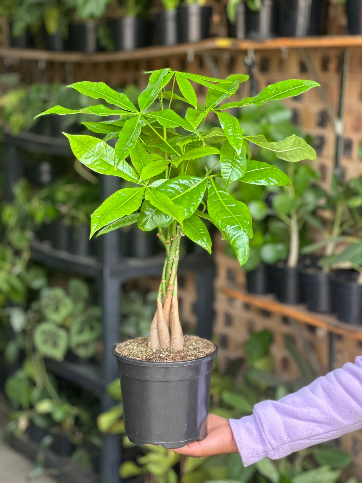 Medium Money Tree - Botanical Heaven