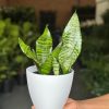 Small Green Snake Plant With Decorative pot
