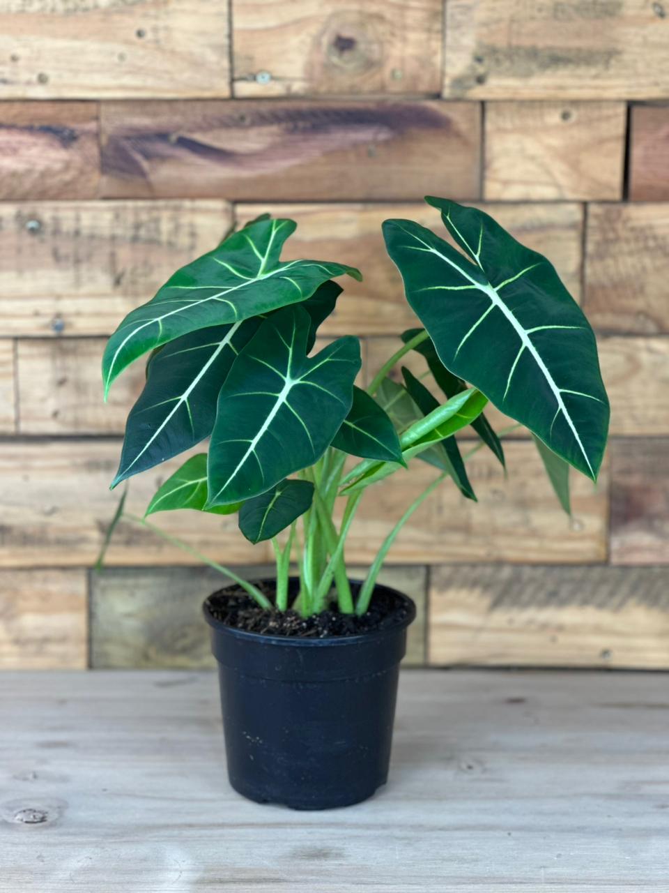 Alocasia Frydek - Botanical Heaven