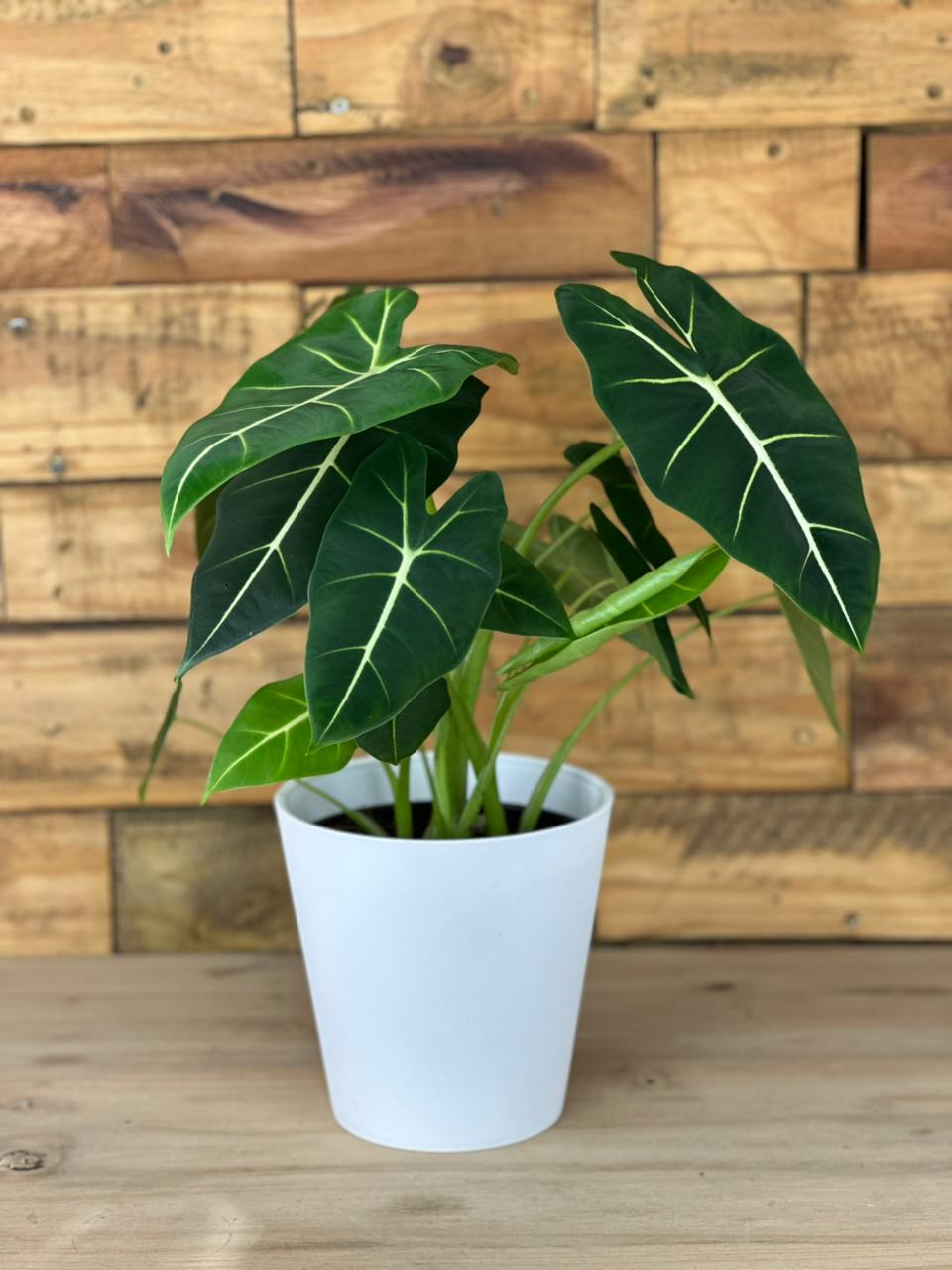 Alocasia Frydek With Decorative Pot - Botanical Heaven