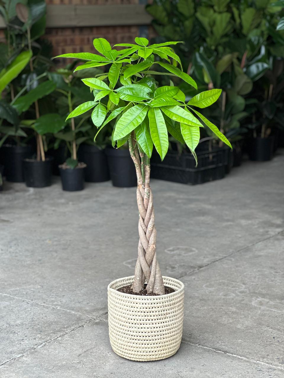 Large Money Tree With a Basket - Botanical Heaven