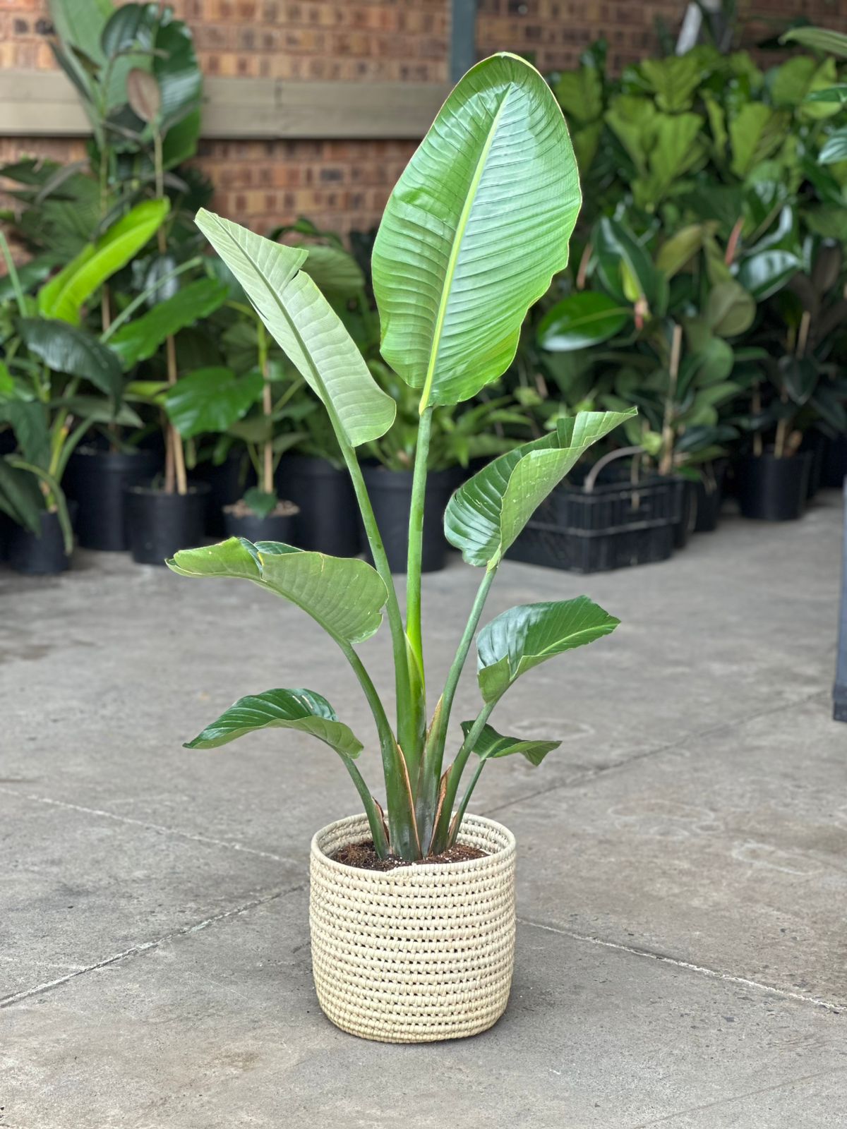 Large Strelitzia Nicolai With a Basket - Botanical Heaven