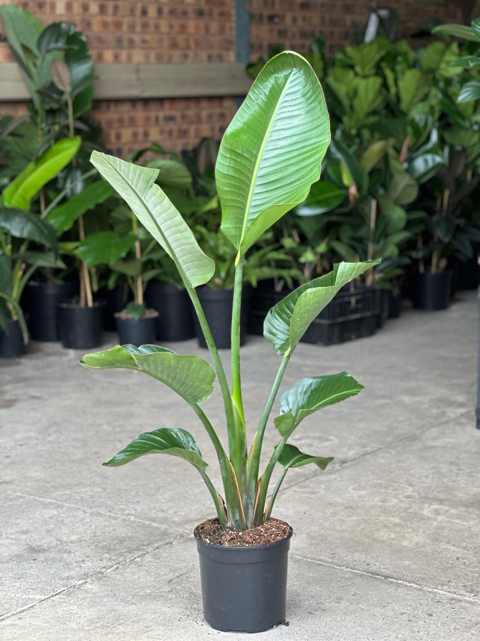 Large Strelitzia Nicolai - Botanical Heaven