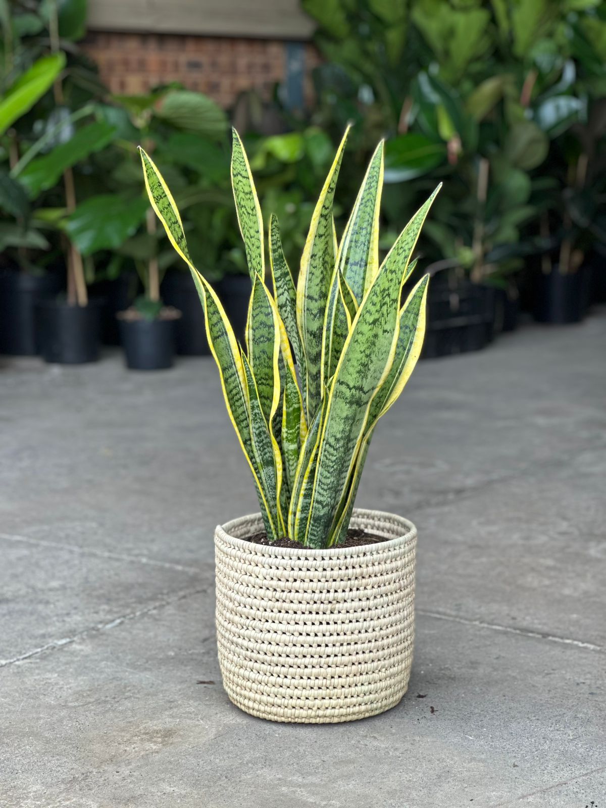 Large Variegated Snake Plant With a Basket - Botanical Heaven