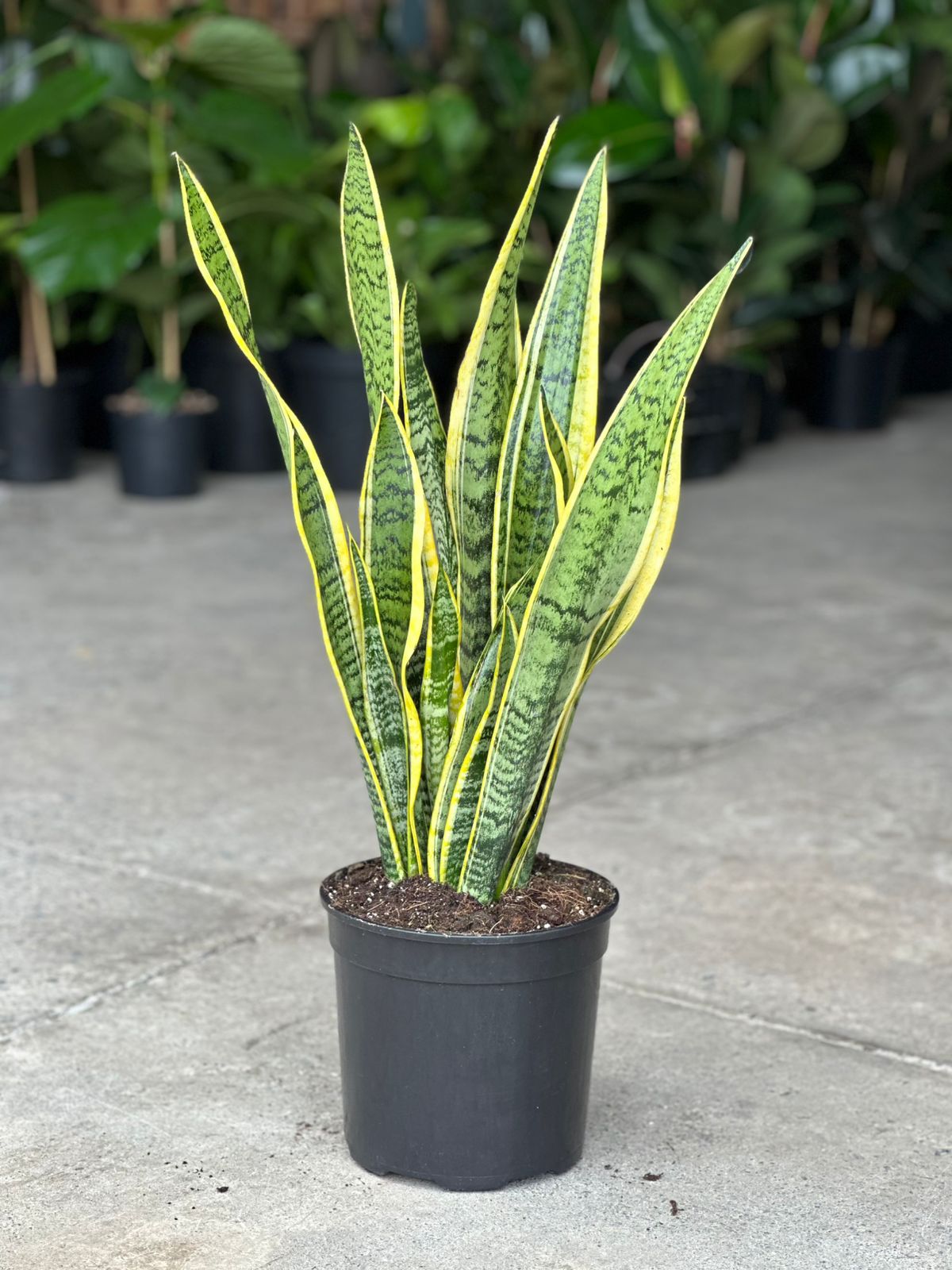 Large Variegated Snake Plant - Botanical Heaven