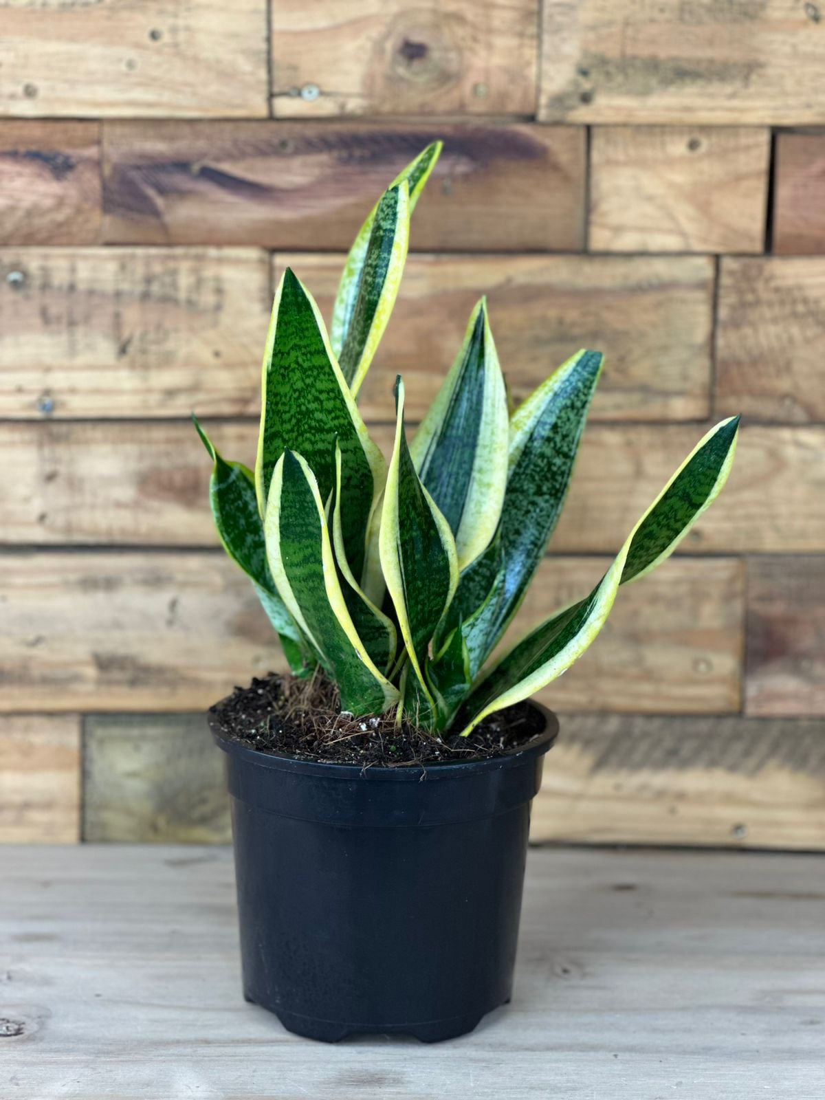 Medium Golden Futura Snake Plant - Botanical Heaven