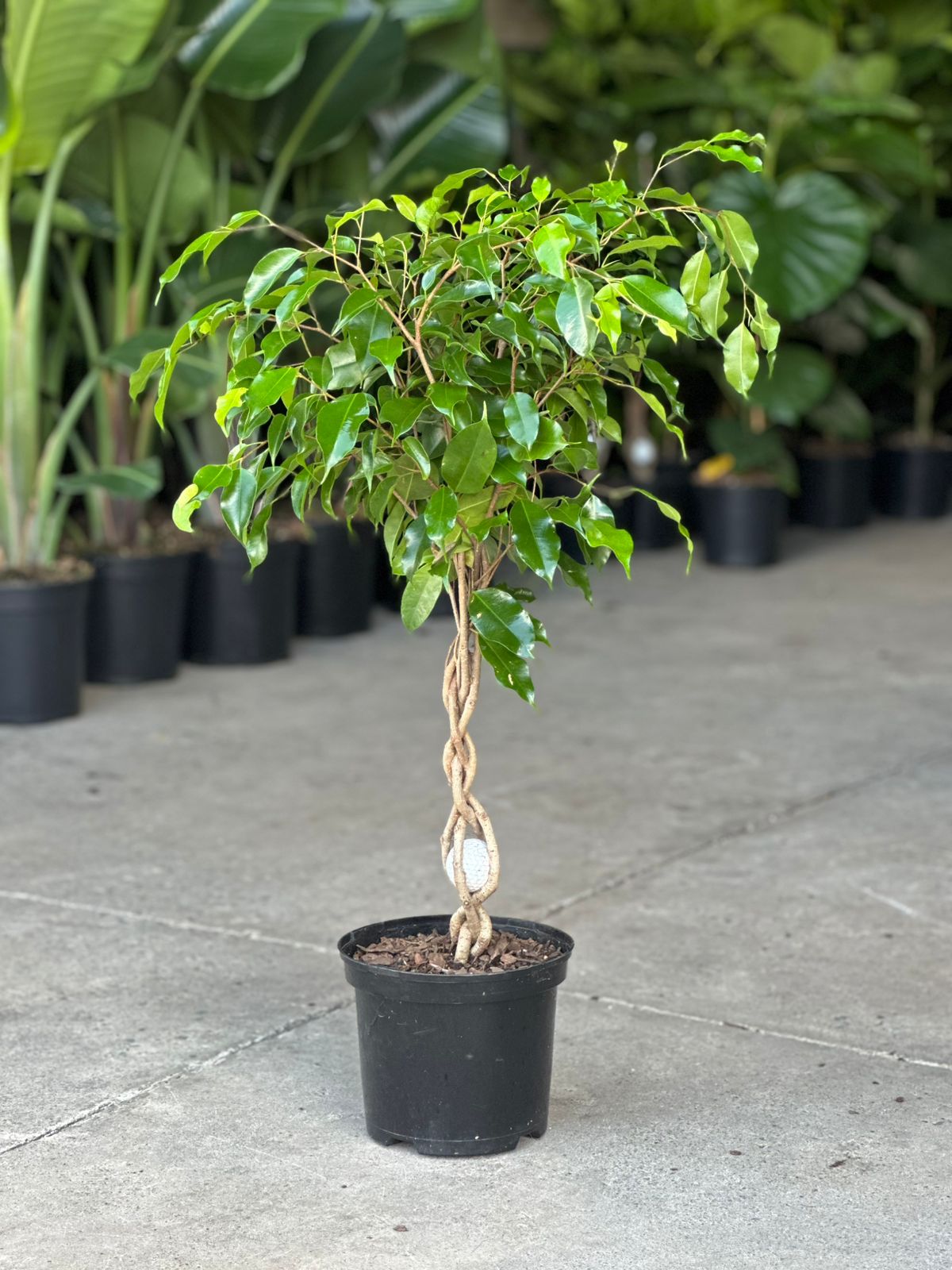 Medium Ficus Benjamina - Botanical Heaven