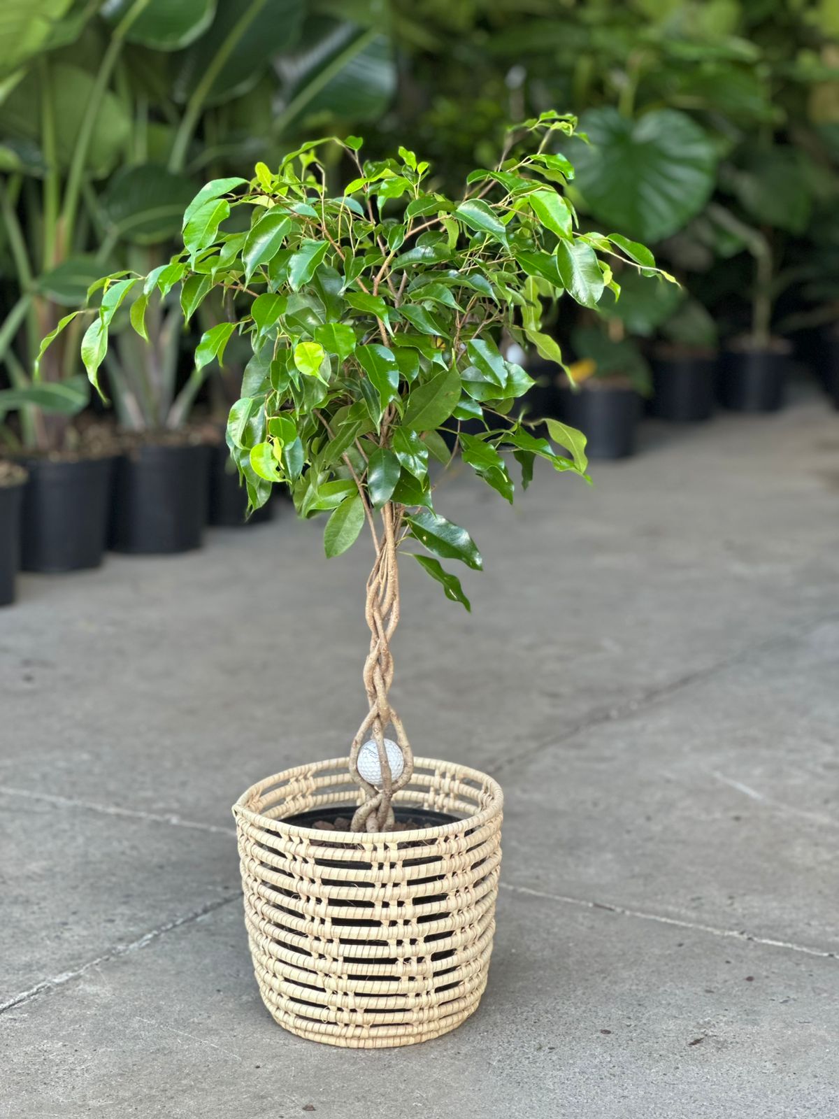 Medium Ficus Benjamina With Basket - Botanical Heaven