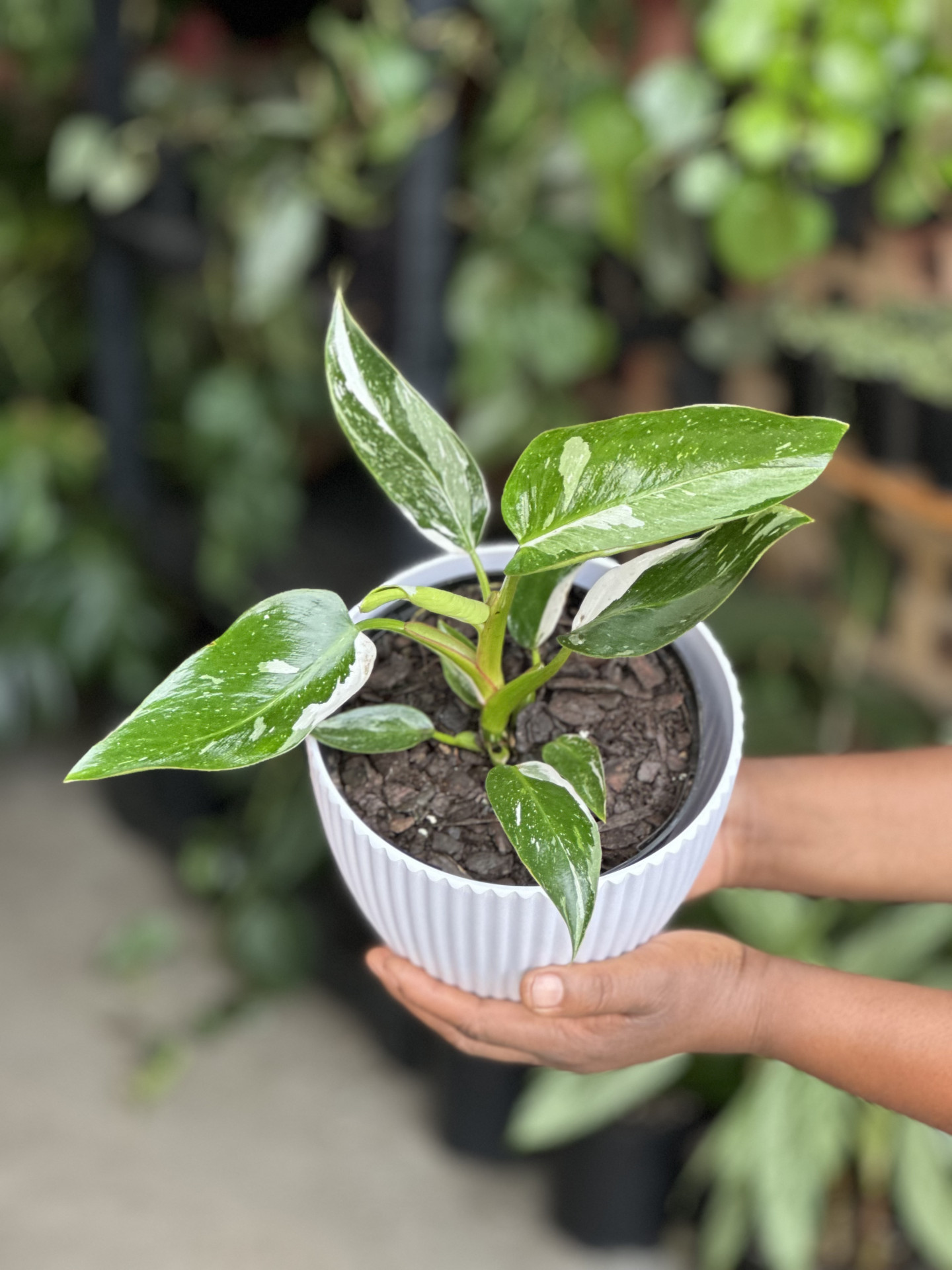 Philodendron White Prince With Decorative Pot - Botanical Heaven