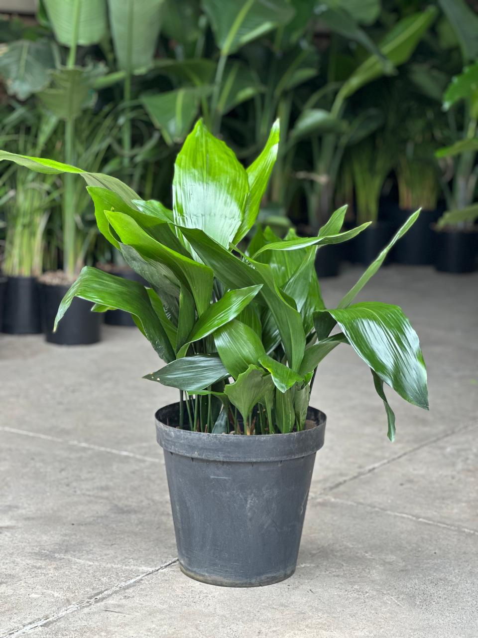 XL Cast Iron Plant - Botanical Heaven