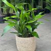 Large Cast Iron Plant With Basket - Image 2