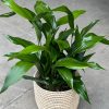Large Cast Iron Plant With Basket - Image 3
