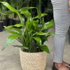 Large Cast Iron Plant With Basket - Image 5