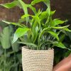 Large Cast Iron Plant With Basket
