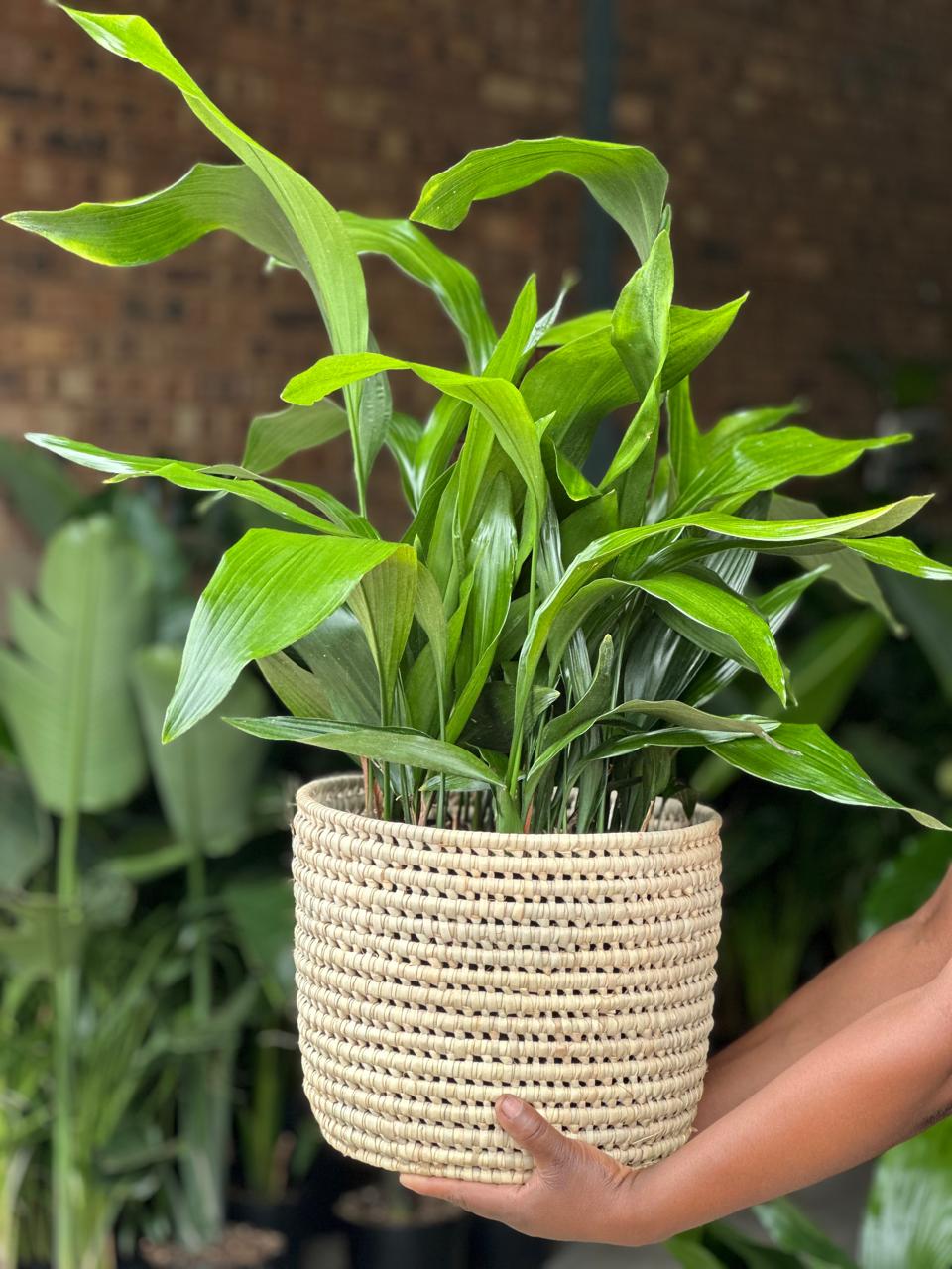 Large Cast Iron Plant With Basket - Botanical Heaven