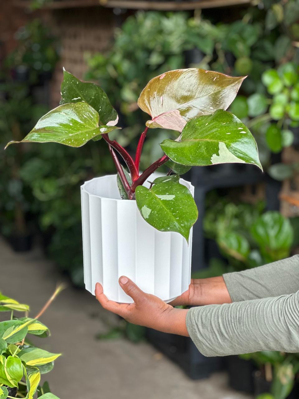 Philodendron Pink Princess With Decorative Pot - Botanical Heaven