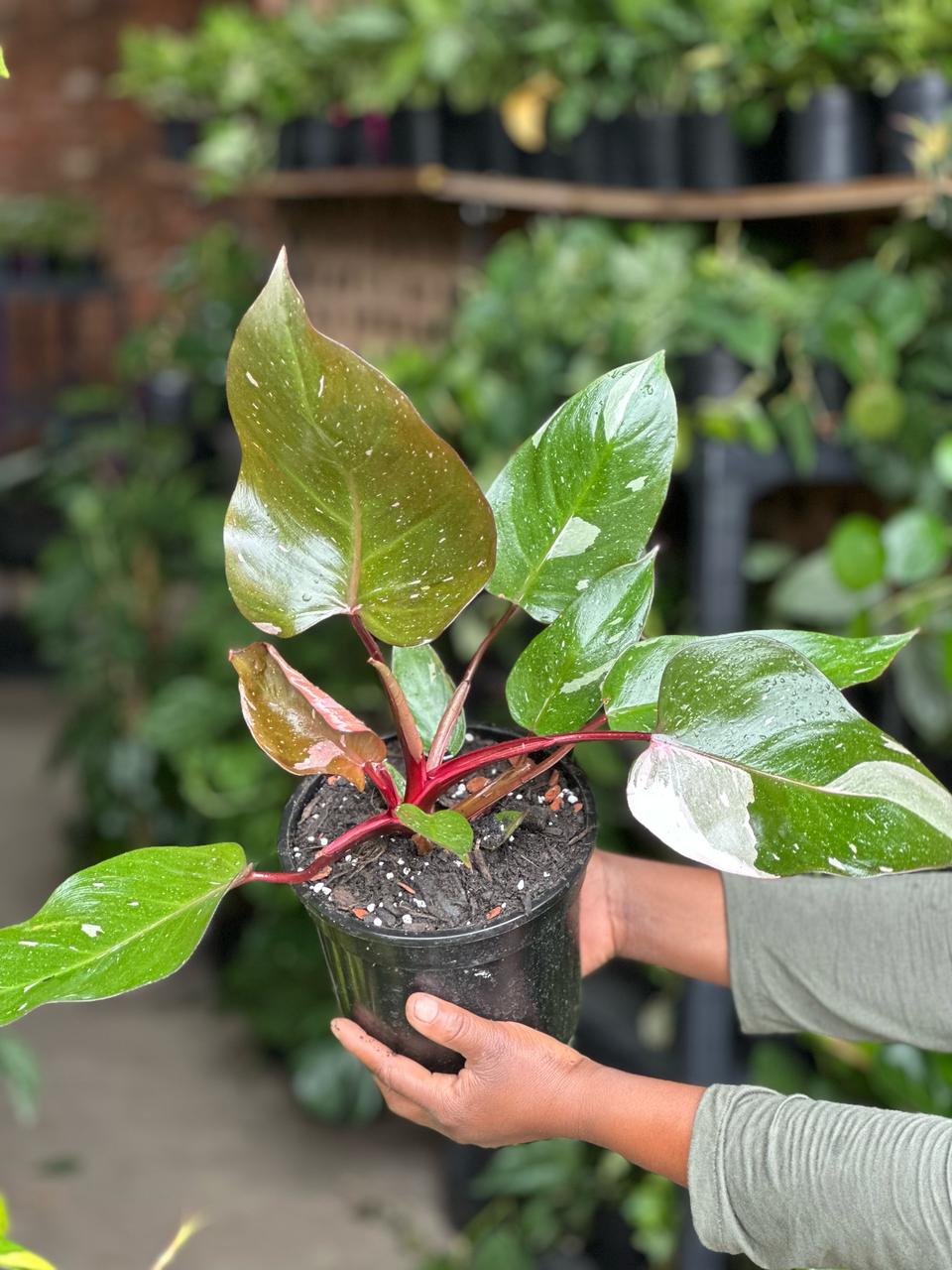 Philodendron Pink Princess - Botanical Heaven