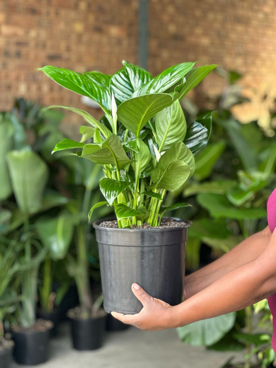 Large Peace Lily - Botanical Heaven