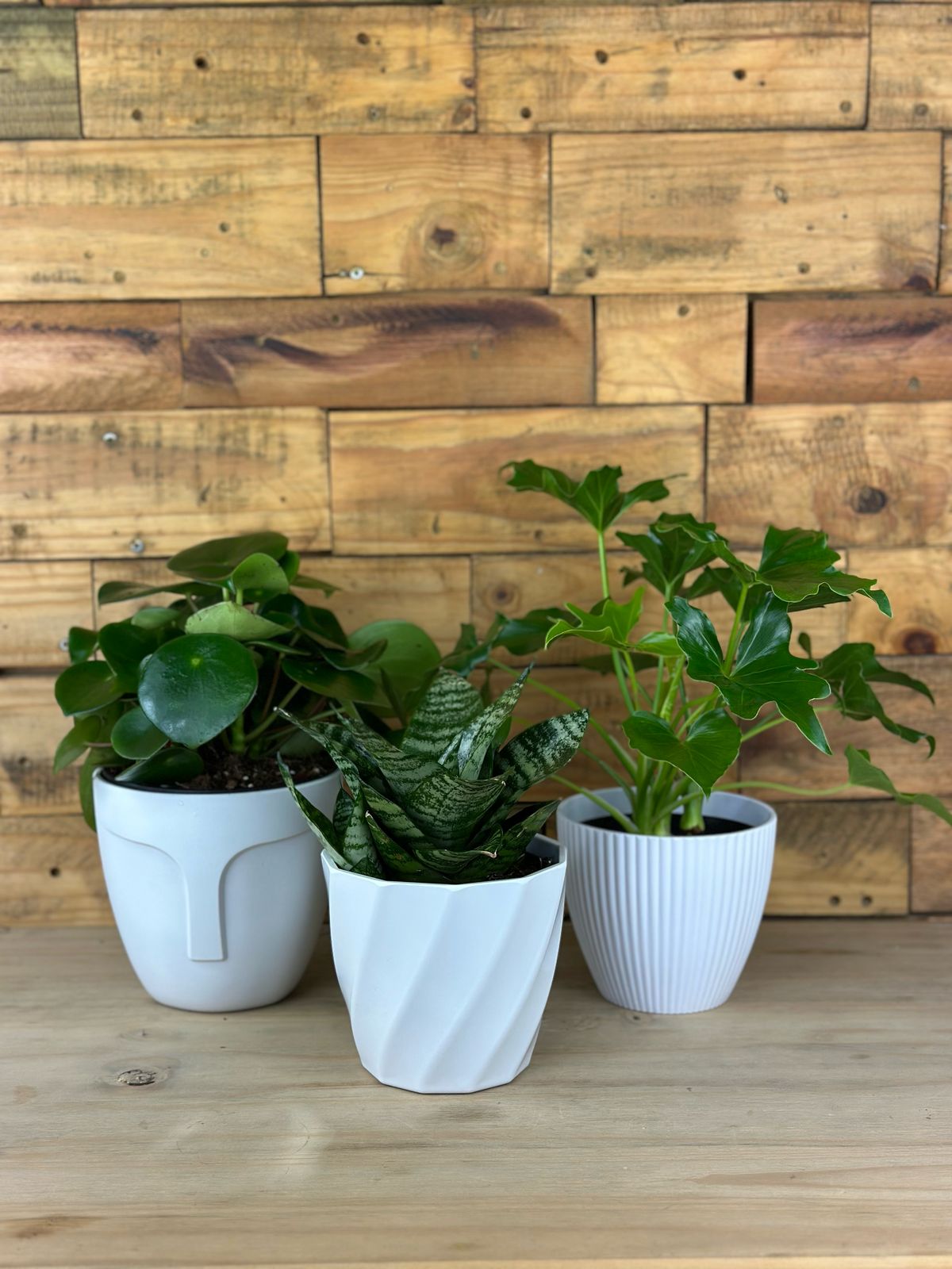 February Trio Deal With Decorative Pots - Botanical Heaven