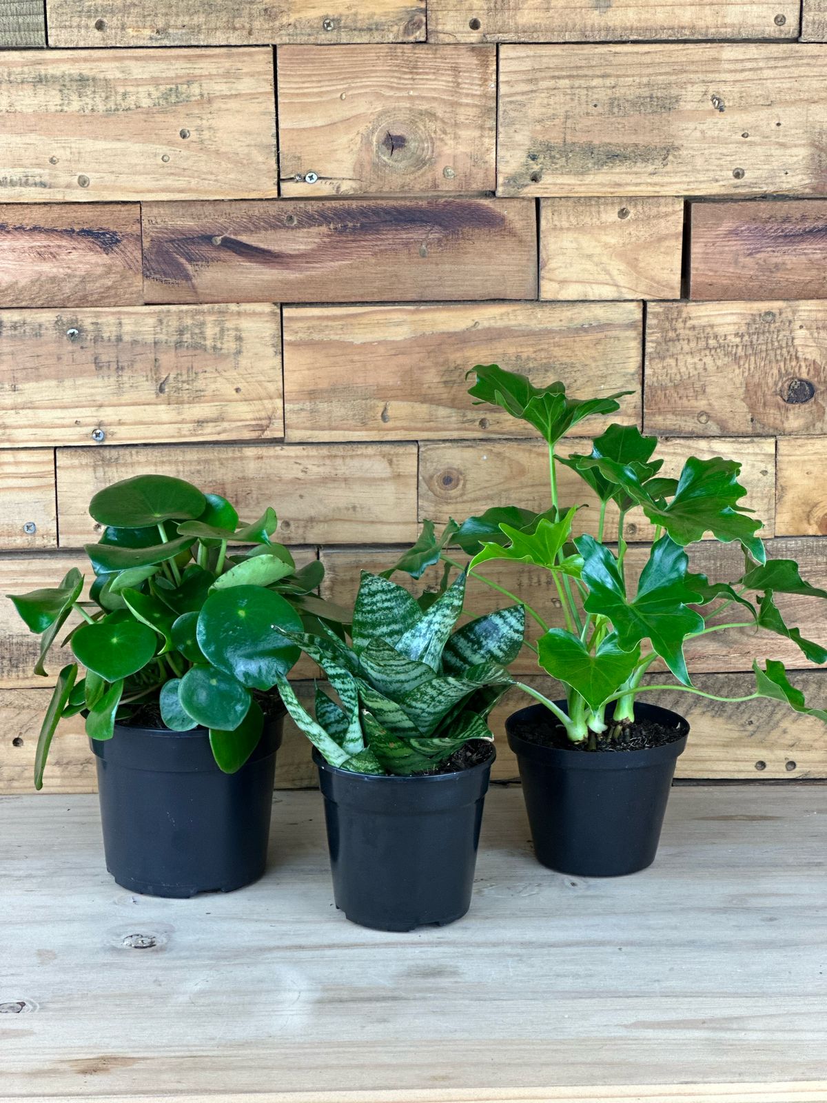 February Trio Deal - Botanical Heaven