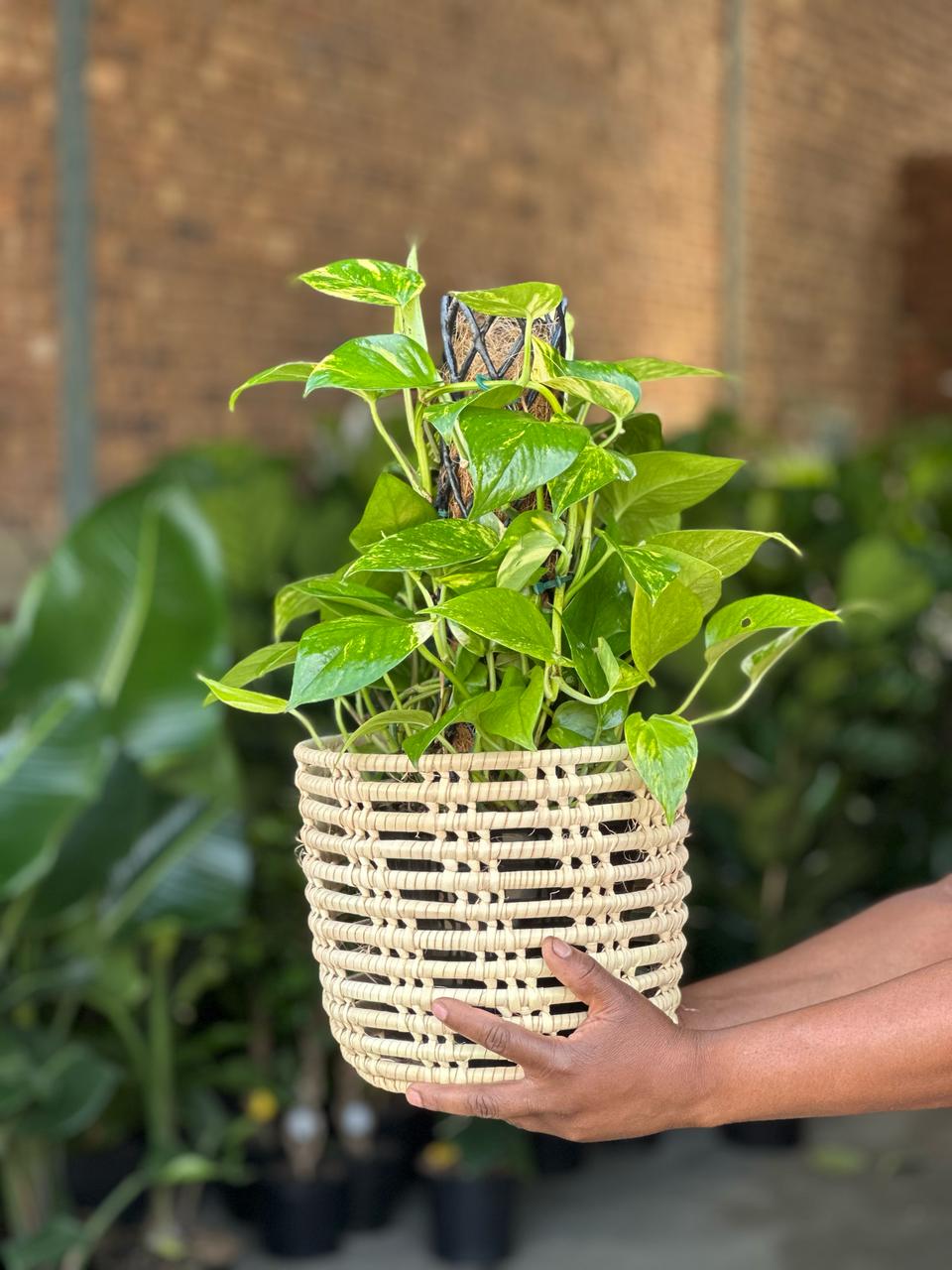 Medium Golden Pothos Moss Pole With Basket - Botanical Heaven