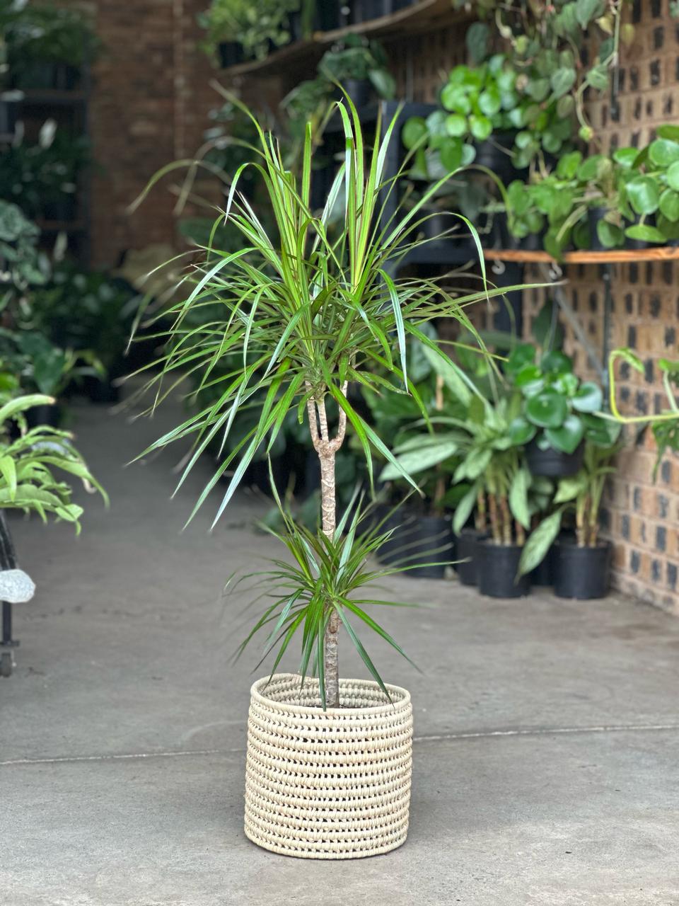 Medium Dragon Tree with Basket - Botanical Heaven