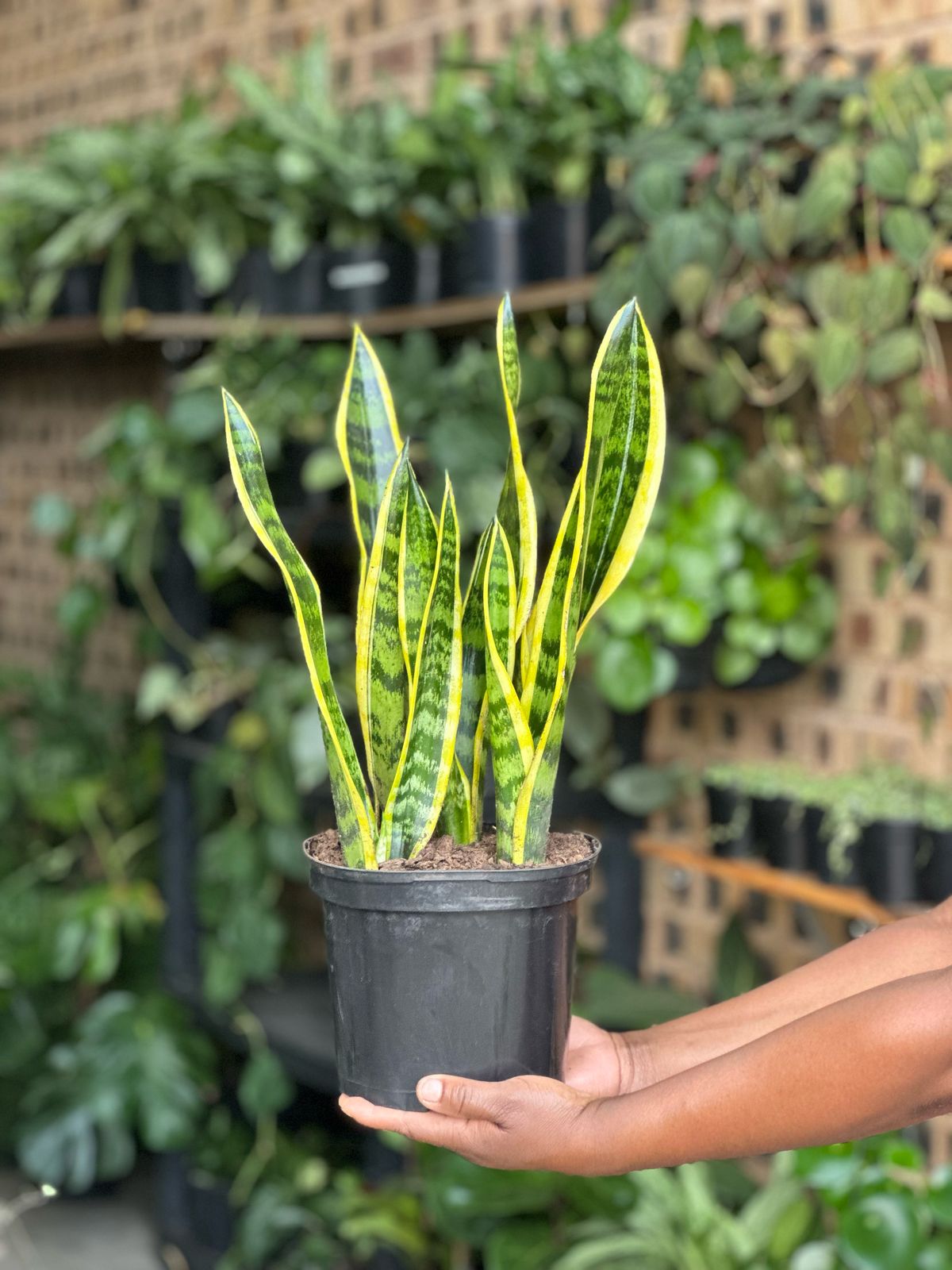 Medium Snake Plant Laurentii - Botanical Heaven