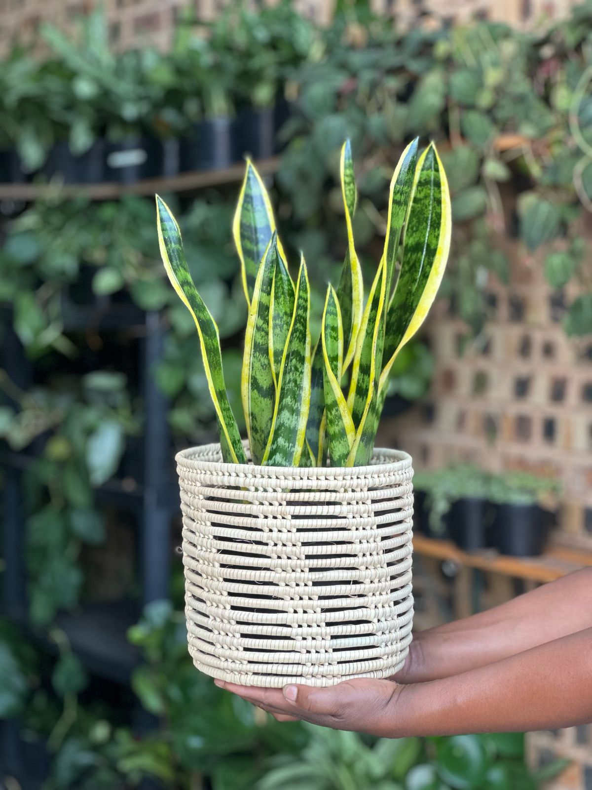 Medium Snake Plant Laurentii With Basket - Botanical Heaven