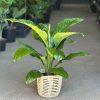 Medium Spathiphyllum Sensation With Basket