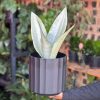 Medium Snake Plant Moonshine With Decorative Pot