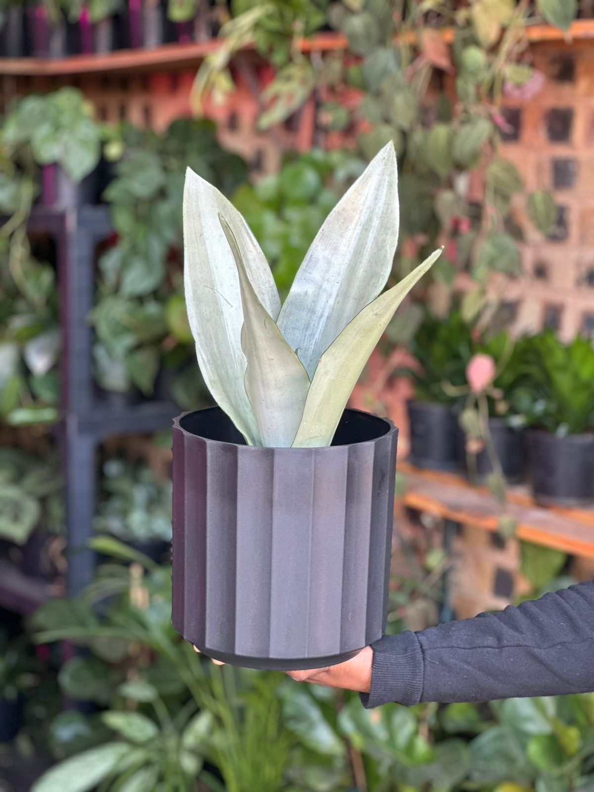 Medium Snake Plant Moonshine With Decorative Pot - Botanical Heaven