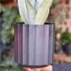 Medium Snake Plant Moonshine With Decorative Pot - Image 3