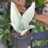 Medium Snake Plant Moonshine With Decorative Pot - Image 2