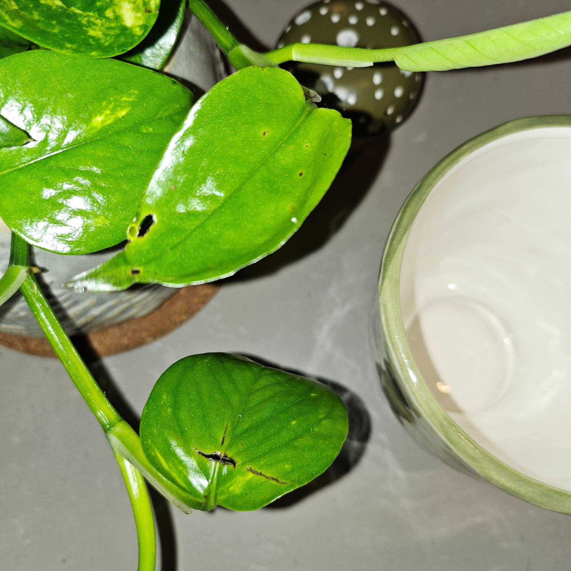 Image #1 from Nafeesa