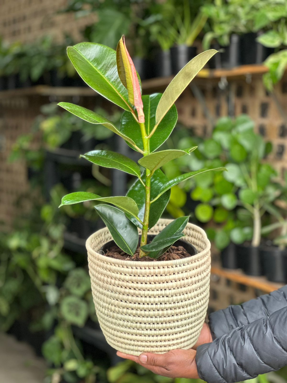 Medium Rubber Plant Robusta With A Basket - Botanical Heaven