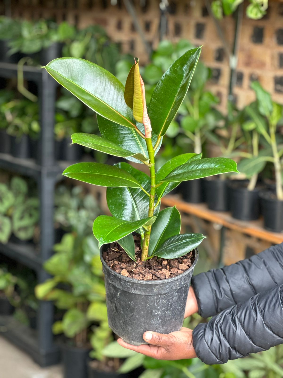 Medium Rubber Plant Robusta - Botanical Heaven
