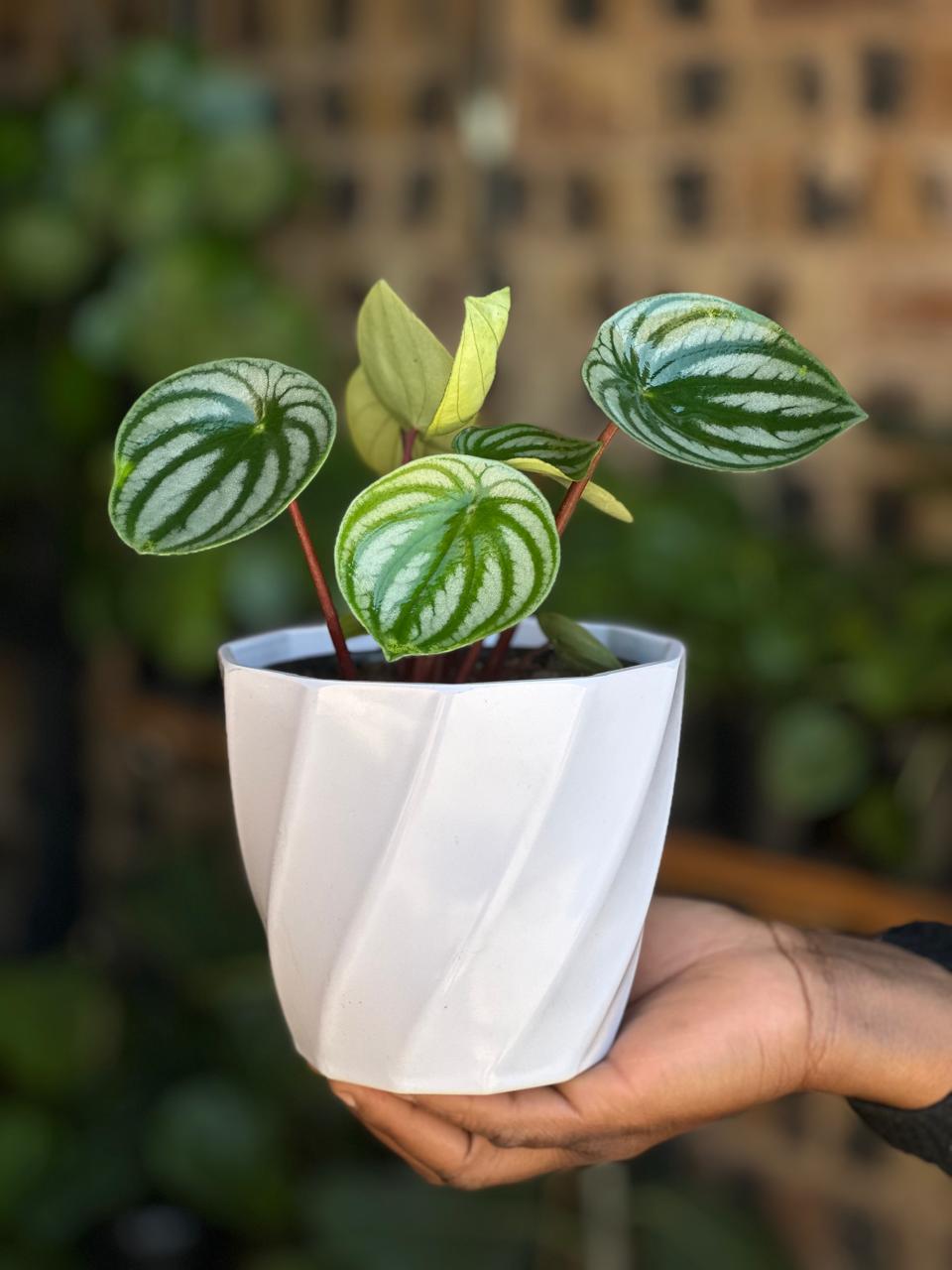 XS Watermelon Peperomia With Decorative Pot - Botanical Heaven