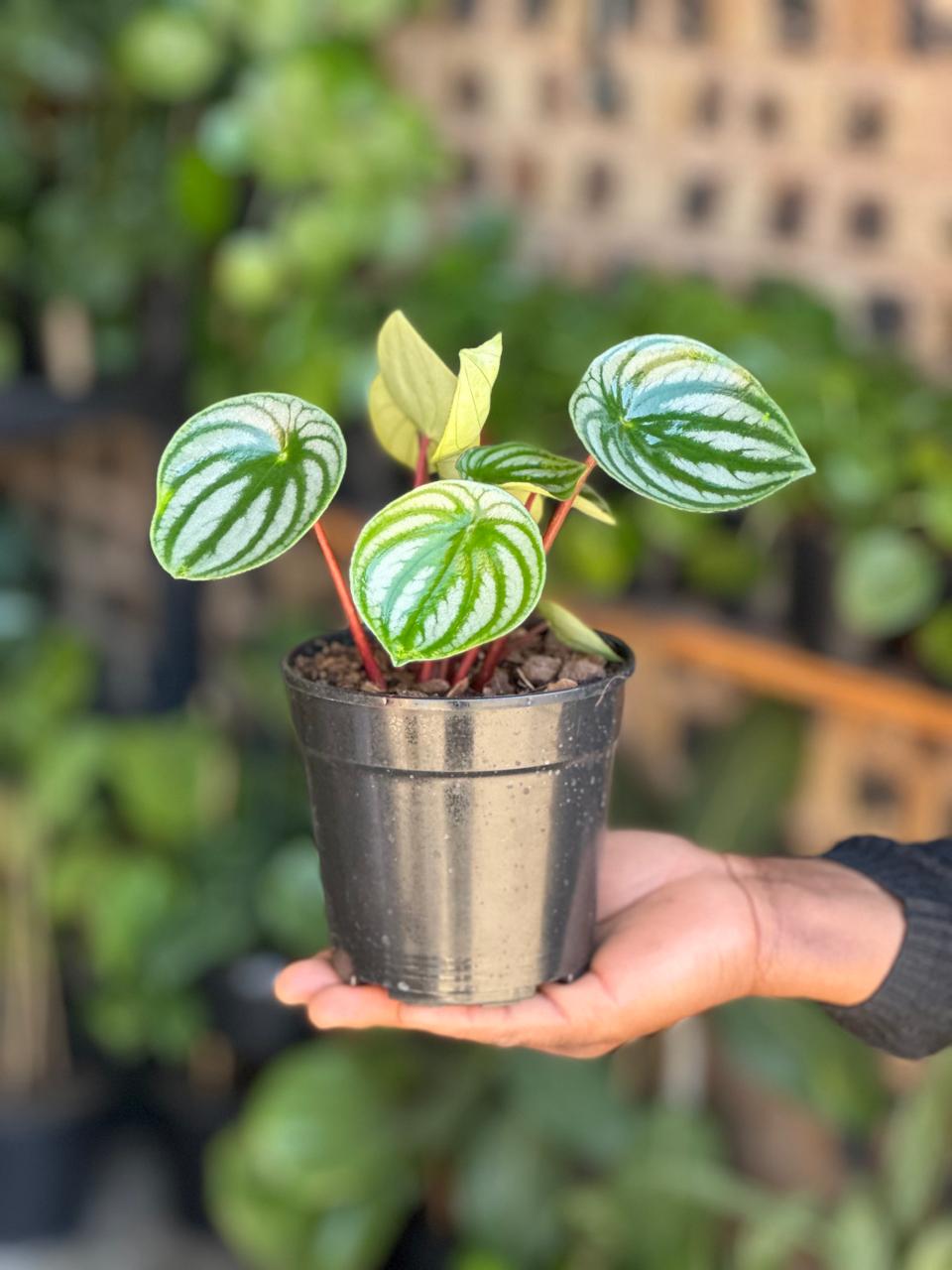 XS Watermelon Peperomia - Botanical Heaven