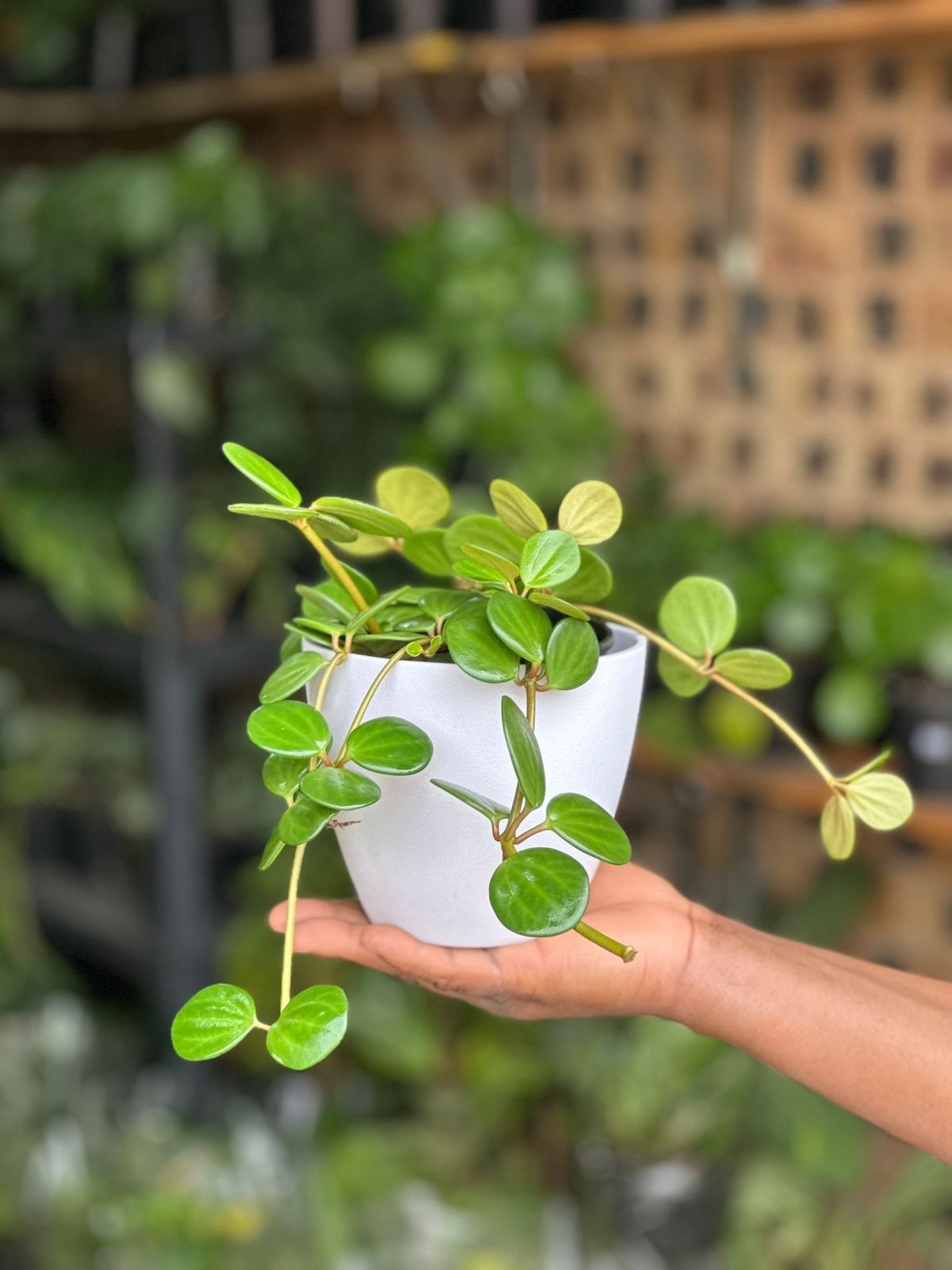 XSmall Peperomia Hope With Decorative Pot - Botanical Heaven