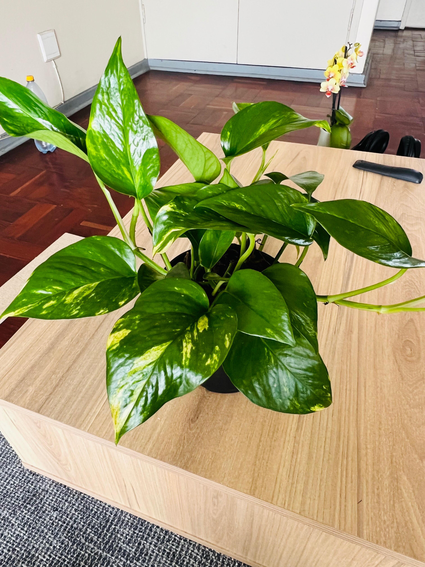 Image #1 from Konke Majalisa