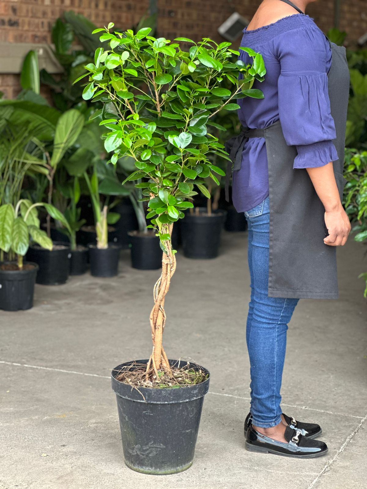 XL Braided Ficus Moclame - Botanical Heaven