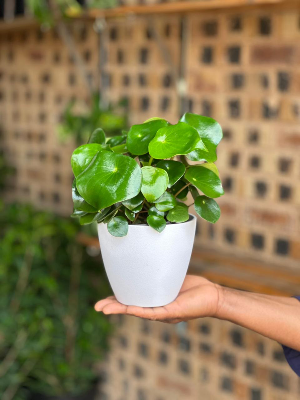 XS Peperomia Raindrop With Decorative Pot - Botanical Heaven