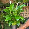 Medium Peace Lily