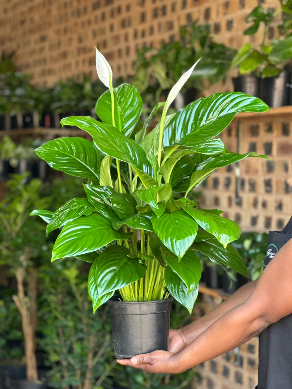 Medium Peace Lily - Botanical Heaven