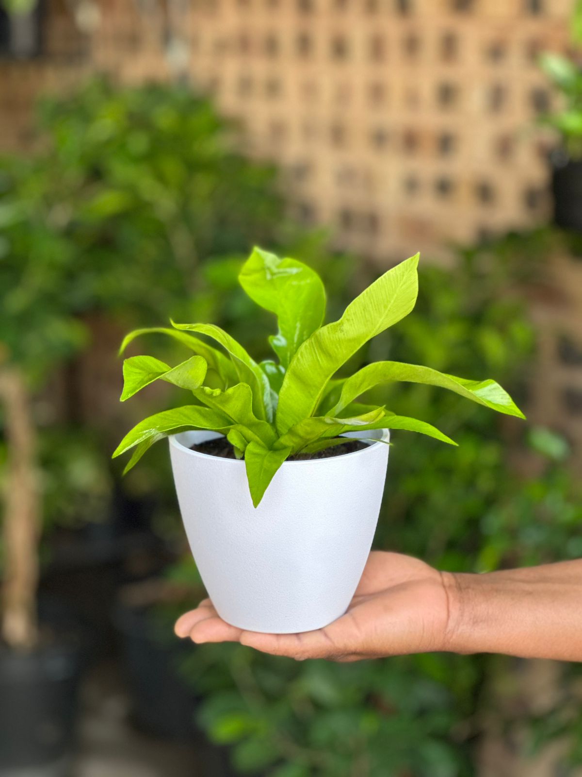 XS Bird’s Nest Fern Asplenium With Decorative Pot - Botanical Heaven