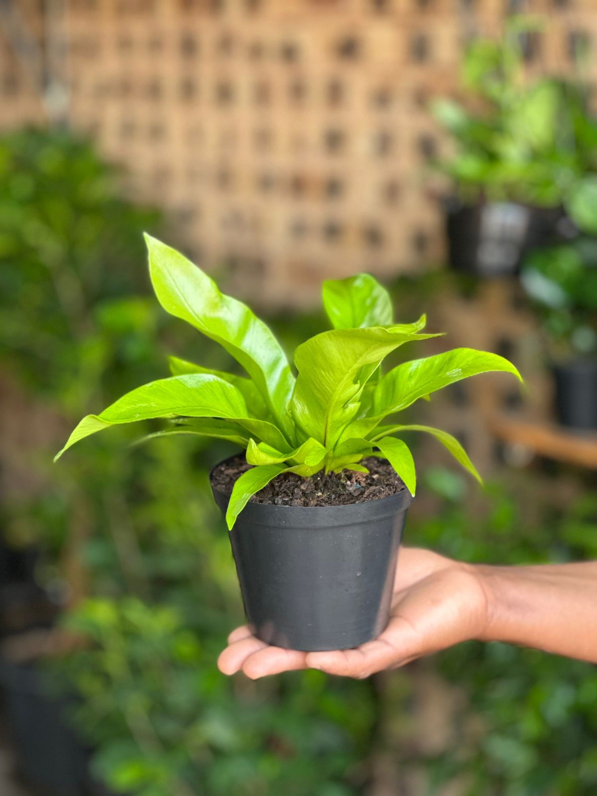 XS Bird’s Nest Fern Asplenium - Botanical Heaven
