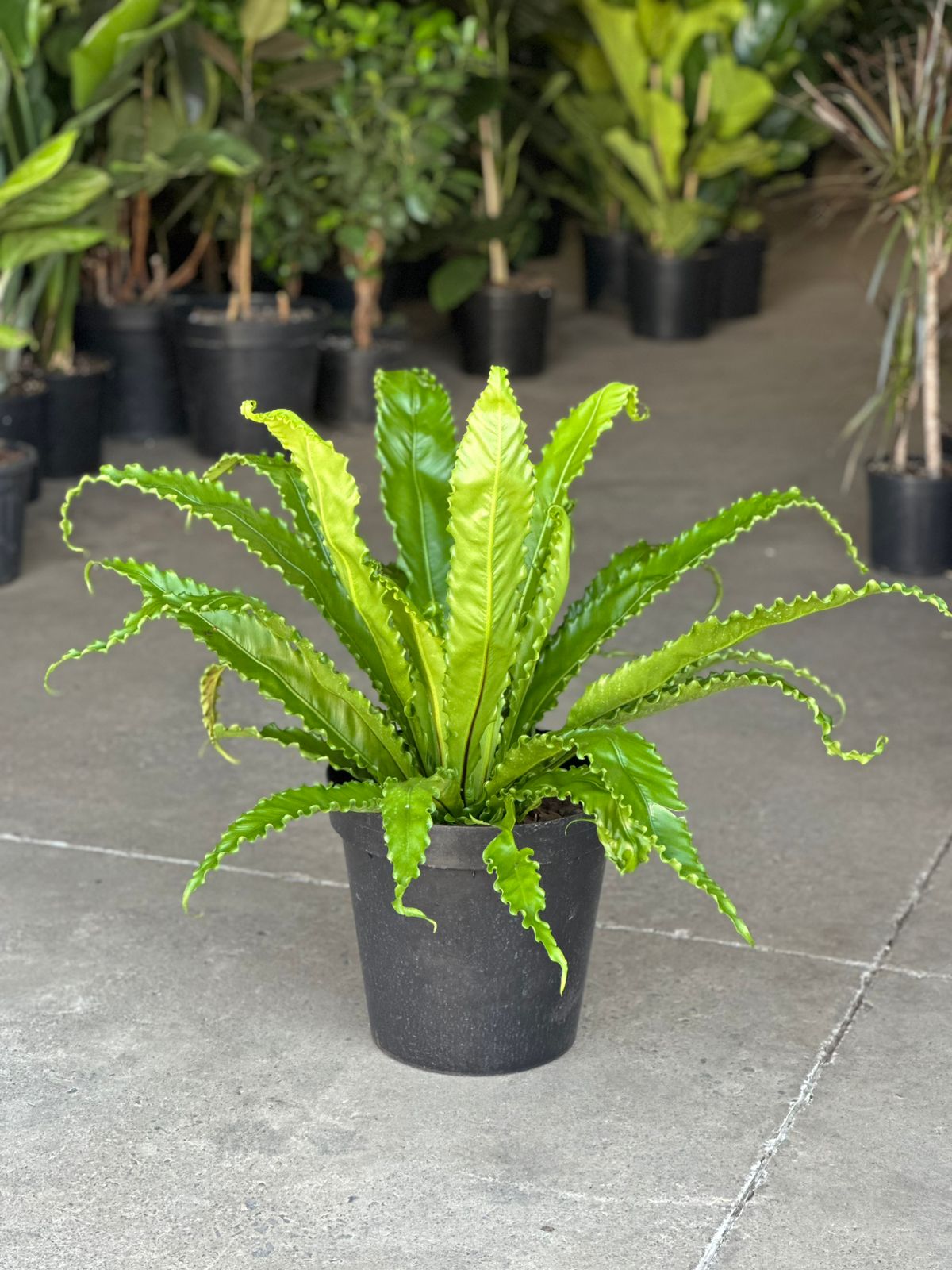 XL Birds Nest Fern Osaka - Botanical Heaven
