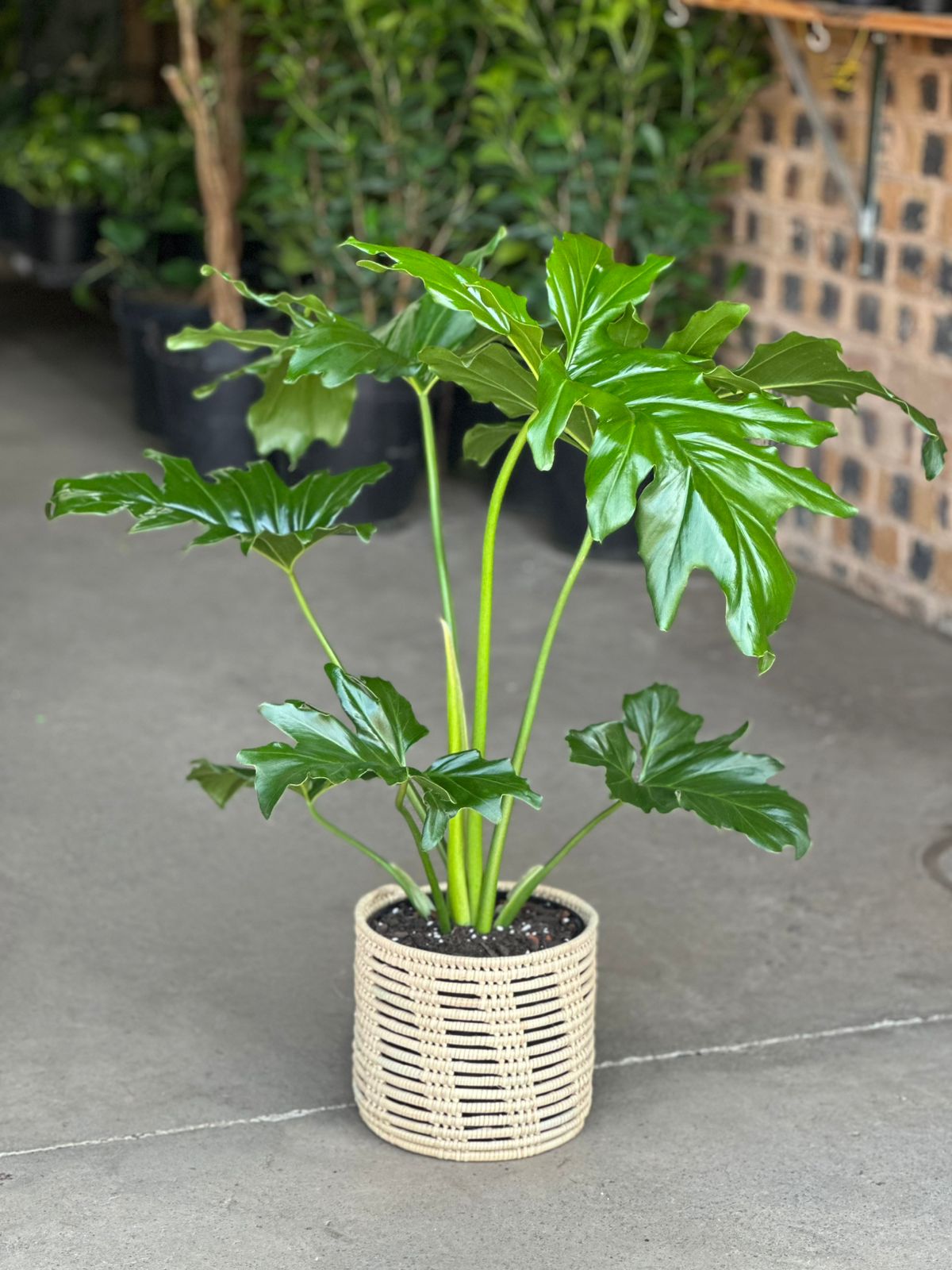 Medium Philodendron Selloum With Basket - Botanical Heaven